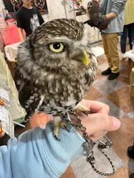 あうるぱーく フクロウカフェ池袋に投稿された画像（2026/4/6）