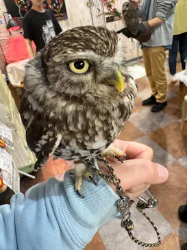 あうるぱーく フクロウカフェ池袋に投稿された画像（2026/4/6）