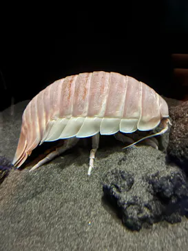 サンシャイン水族館に投稿された画像（2026/4/6）