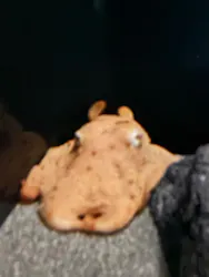 サンシャイン水族館に投稿された画像（2026/4/6）