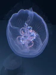 サンシャイン水族館に投稿された画像（2026/4/6）