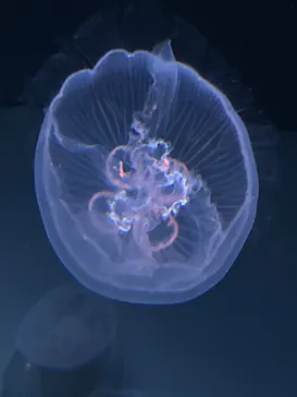 サンシャイン水族館に投稿された画像（2026/4/6）