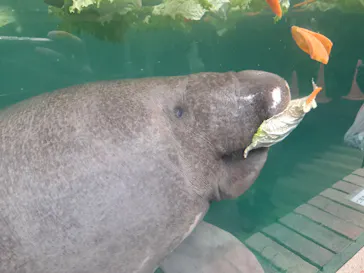 熱川バナナワニ園に投稿された画像（2026/4/6）