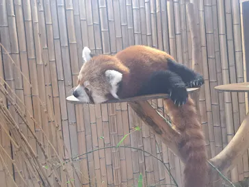 熱川バナナワニ園に投稿された画像（2026/4/6）