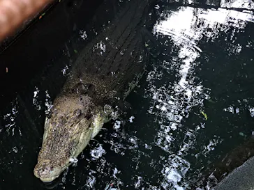 熱川バナナワニ園に投稿された画像（2026/4/6）