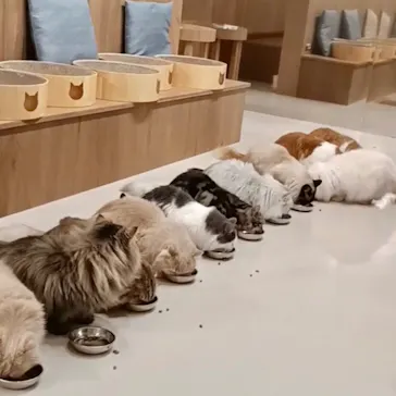 Cat Café MOFF 枚方モール店に投稿された画像（2026/4/6）