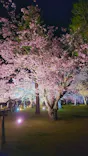 二条城2026 SAKURA NIGHTSに投稿された画像（2026/4/7）