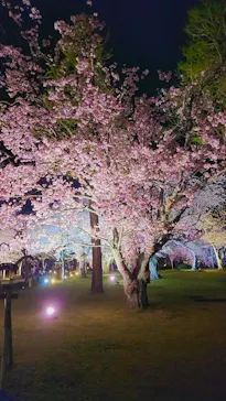 二条城2026 SAKURA NIGHTSに投稿された画像（2026/4/6）