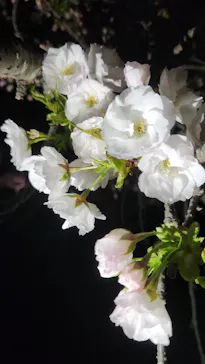 二条城2026 SAKURA NIGHTSに投稿された画像（2026/4/6）