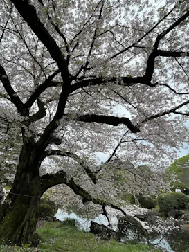 新宿御苑に投稿された画像（2026/4/6）