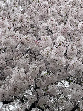 新宿御苑に投稿された画像（2026/4/6）