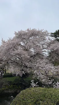 新宿御苑に投稿された画像（2026/4/6）
