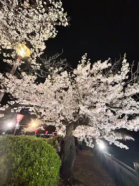 大阪城公園 西の丸庭園に投稿された画像（2026/4/7）
