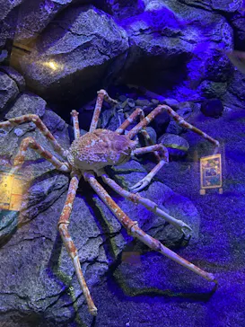 しながわ水族館に投稿された画像（2026/4/7）