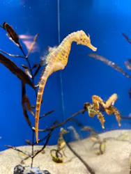 しながわ水族館に投稿された画像（2026/4/7）