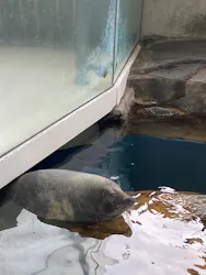 しながわ水族館に投稿された画像（2026/4/7）