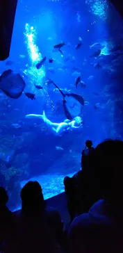 京都水族館に投稿された画像（2026/4/7）