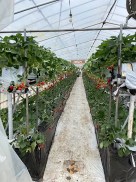 ICHIGOHOUSE.MITAKAに投稿された画像（2026/4/7）