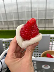 ICHIGOHOUSE.MITAKAに投稿された画像（2026/4/7）