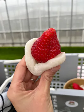 ICHIGOHOUSE.MITAKAに投稿された画像（2026/4/7）