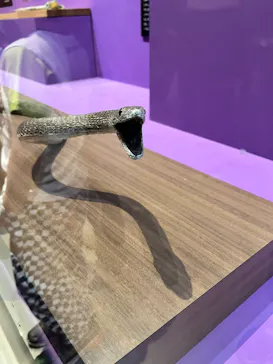 特別展「超危険生物展　科学で挑む生き物の本気」に投稿された画像（2026/4/7）