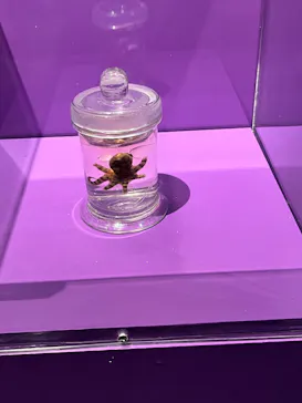 特別展「超危険生物展　科学で挑む生き物の本気」に投稿された画像（2026/4/7）