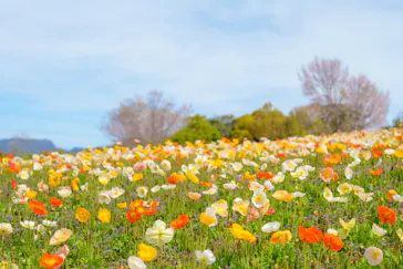 万博記念公園に投稿された画像（2026/4/7）