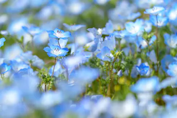 万博記念公園に投稿された画像（2026/4/7）