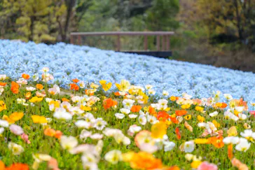 万博記念公園に投稿された画像（2026/4/7）