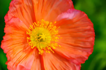 万博記念公園に投稿された画像（2026/4/7）