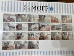 Cat Café MOFF 枚方モール店に投稿された画像（2026/4/7）