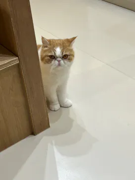 Cat Café MOFF 枚方モール店に投稿された画像（2026/4/7）