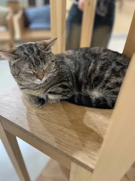 Cat Café MOFF 枚方モール店に投稿された画像（2026/4/7）