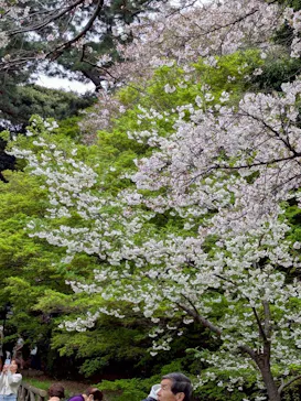 新宿御苑に投稿された画像（2026/4/7）