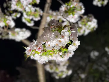名古屋市東山動植物園に投稿された画像（2026/4/7）