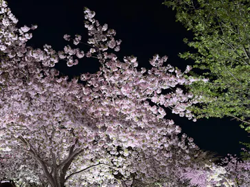 名古屋市東山動植物園に投稿された画像（2026/4/7）