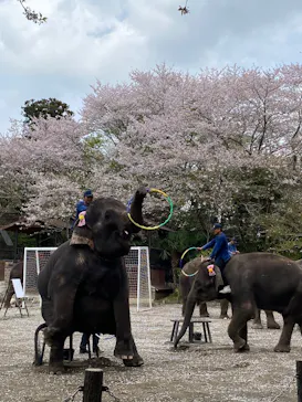 ANIMAL WONDER REZOURT 市原ぞうの国・サユリワールドに投稿された画像（2026/4/7）