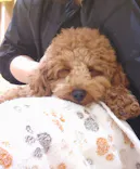 いぬカフェRio 浅草店に投稿された画像（2026/4/7）