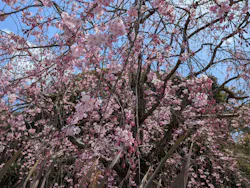 安城産業文化公園デンパークに投稿された画像（2026/4/7）