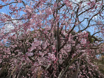 安城産業文化公園デンパークに投稿された画像（2026/4/7）