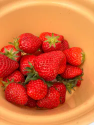 いせや農場いちご園に投稿された画像（2026/4/7）