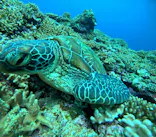 SHISHI石垣島（シシイシガキジマ）に投稿された画像（2026/4/8）