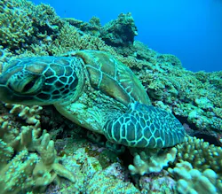 SHISHI石垣島（シシイシガキジマ）に投稿された画像（2026/4/7）