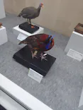特別展「鳥 ～ゲノム解析が解き明かす新しい鳥類の系統～」に投稿された画像（2026/4/8）