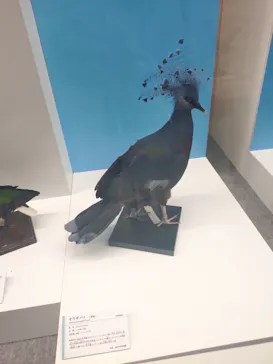 特別展「鳥 ～ゲノム解析が解き明かす新しい鳥類の系統～」に投稿された画像（2026/4/7）