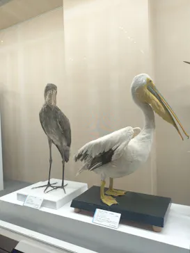 特別展「鳥 ～ゲノム解析が解き明かす新しい鳥類の系統～」に投稿された画像（2026/4/7）