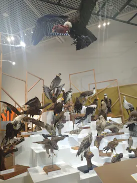 特別展「鳥 ～ゲノム解析が解き明かす新しい鳥類の系統～」に投稿された画像（2026/4/7）