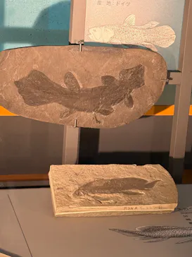 福井県立恐竜博物館に投稿された画像（2026/4/7）