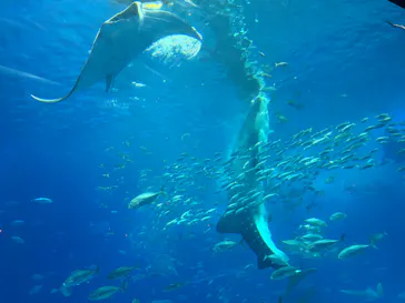 沖縄美ら海水族館に投稿された画像（2026/4/7）