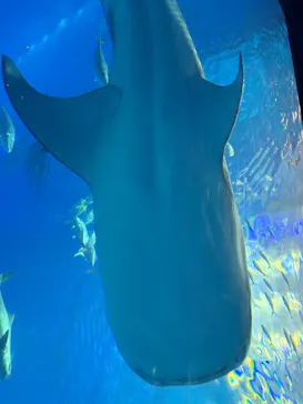 沖縄美ら海水族館に投稿された画像（2026/4/7）